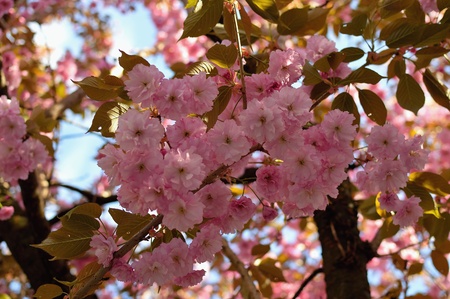 Beautiful pink cherry blossom tree in spring timeの写真素材