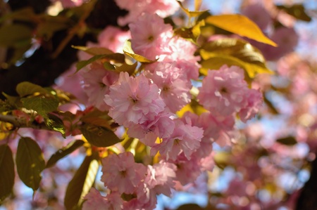 Beautiful pink cherry blossom tree in spring timeの写真素材