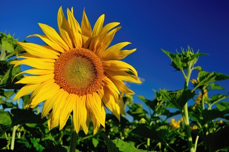SunflSunflower field in the summer in Slovakiaower field in the summer in Slovakiaの写真素材