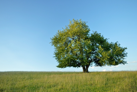 Single summer cherry tree on meadowの写真素材