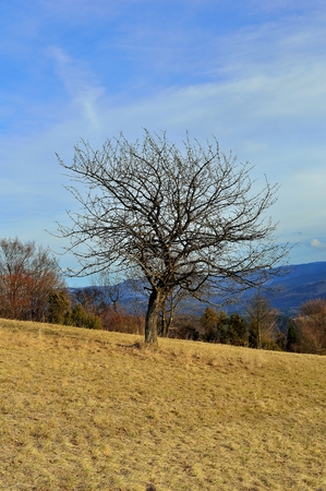 Single spring tree on meadow in Slovakiaの写真素材