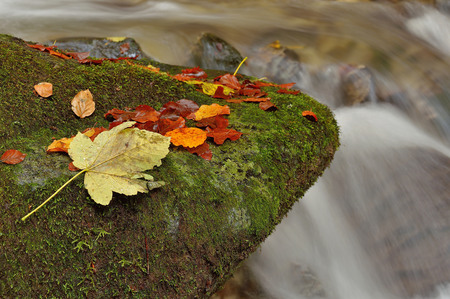 Autumn flowing mountain stream waterfall in Slovakia. Colored leafs on moss rock. Fresh natural water.の写真素材