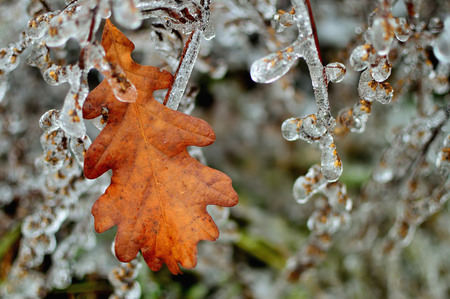 Frozen branch and oak leaf after ice storm. Winter icy weather. Cold crystal detail. Ice coated plant.の写真素材