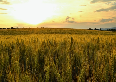 Summer meadows and fields landscape in Slovakia. Cornfield, gold grass and blue sky panorama.の写真素材