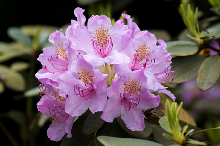 Beautiful tropical rhododendron flowers. Nice blooming plants in botanical garden. Various petal colors of laurelの写真素材