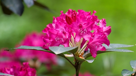Beautiful tropical rhododendron flowers. Nice blooming plants in botanical garden. Various petal colors of laurelの写真素材