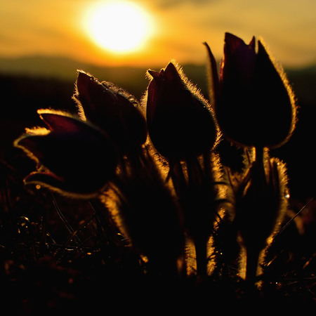 Beautiful spring pulsatilla flowers with purple petals. Spring bloom at sunset. Hairy plant