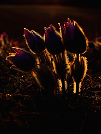 Beautiful spring pulsatilla flowers with purple petals. Spring bloom at sunset. Hairy plant