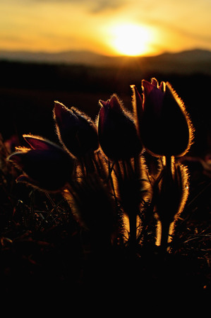Beautiful spring pulsatilla flowers with purple petals. Spring bloom at sunset. Hairy plantの写真素材