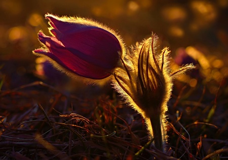 Beautiful spring pulsatilla flowers with purple petals. Spring bloom at sunset. Hairy plantの写真素材
