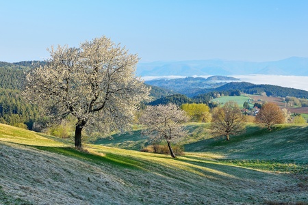 Spring meadows and fields landscape in Slovakia. Low Tatras panorama with snowy peaks. Blooming cherry trees. Cloudly inversion after the rain.の写真素材