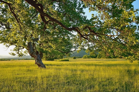 Summer forest, meadows and pastures landscape in Slovakia. Evening scenery in Gavurky. Sunlit country with dry treeの写真素材