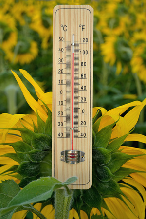 Mercury wooden thermometer shows very high temperature. Temperatures in Celsius and Fahrenheit degrees. Hot summer weather. Forty degrees over zero during the day.の写真素材