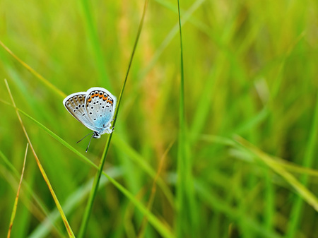 Beautiful Polyommatus icarus on the summer meadow. The side view of a blue butterfly. Insect with pattern wings.の写真素材
