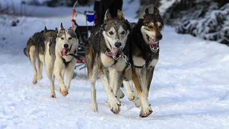 KRALIKY, SLOVAKIA - FEBRUARY 20, 2016: Musher hiding behind sleigh at sled dog race. Winter championship in Kraliky ski center, Slovakia. Extreme sportのeditorial素材