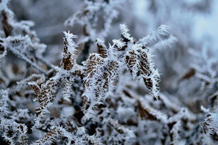 Fall in Slovakia. Autumn leaves frozen in ice. Battle of the seasons - autumn vs. winter