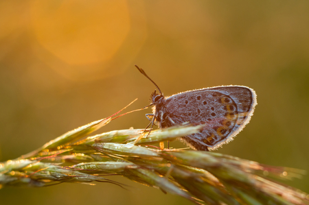 Beautiful Polyommatus icarus on the summer meadow. The side view of a blue butterfly. Insect with pattern wings.の写真素材