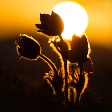 Beautiful spring pulsatilla flowers with purple petals. Spring bloom at sunset. Hairy plantの写真素材