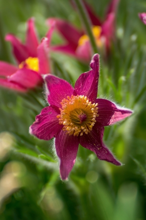 Beautiful spring pulsatilla flowers with purple petals. Spring bloom at sunset. Hairy plant