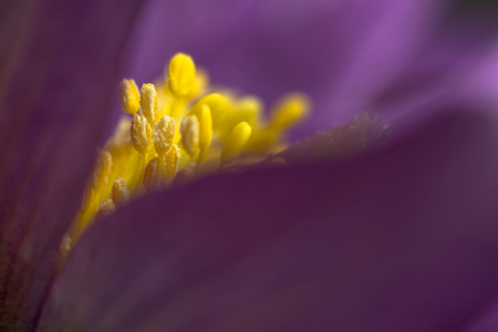 Beautiful spring pulsatilla flowers with purple petals. Spring bloom at sunset. Hairy plantの写真素材