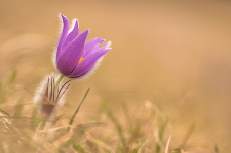 Beautiful spring pulsatilla flowers with purple petals. Spring bloom at sunset. Hairy plantの写真素材