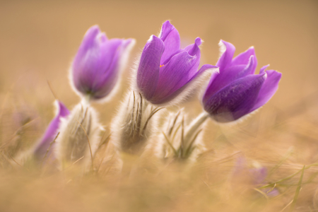 Beautiful spring pulsatilla flowers with purple petals. Spring bloom at sunset. Hairy plant