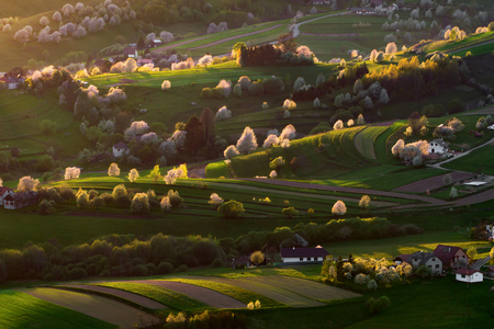 Spring cherry tree, meadows and fields landscape in Slovakia. Blossoming cherry trees. Fresh country in Hrinova.の写真素材
