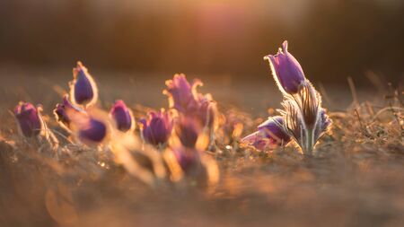 Beautiful spring pulsatilla flowers with purple petals. Spring bloom at sunset. Hairy plantの写真素材