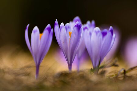 Beautiful spring crocus flowers with purple petals. Awakening nature. Spring messengerの写真素材