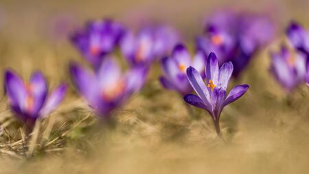 Beautiful spring crocus flowers with purple petals. Awakening nature. Spring messenger