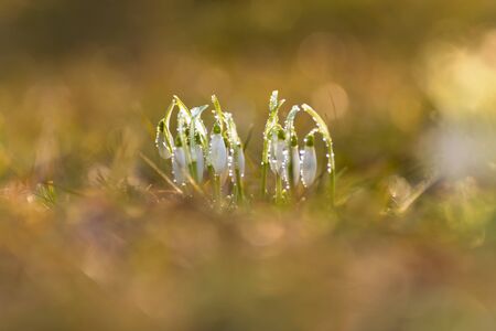 First snowdrop growing from snow. Close-up white spring flowers. Galanthus nivalis. Awakening...