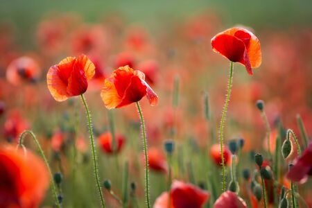 Beautiful summer poppy flowers with red petals. Blooming plants at sunset. Poppy fieldの写真素材