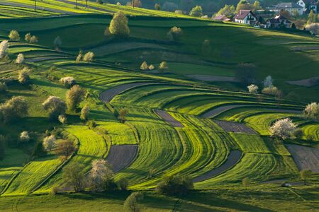 Spring in Slovakia. Meadows and fields landscape near Hrinova. Spring colored cherry trees at sunsetの写真素材