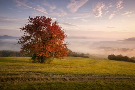 Fall in Slovakia. Meadows and fields foggy landscape near Banska Bystrica. Autumn colored cherry tree at sunriseの写真素材