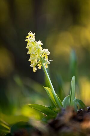 Beautiful wild orchid flower with yellow petals. Spring blooming Orchis pallens. Law protected plant in Slovakiaの写真素材