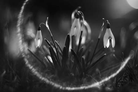 First snowdrop growing from snow. Close-up white spring flowers. Galanthus nivalis. Awakening...