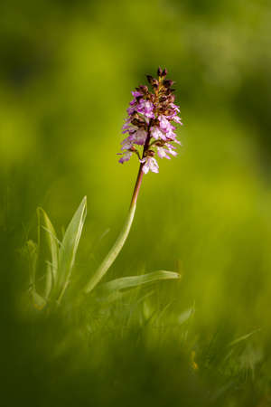Beautiful wild orchid flower with purple petals. Spring blooming Orchis purpurea. Law protected plant in Slovakiaの写真素材