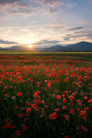 Poppy field in region Turiec, Slovakia. Landscape with sunset over poppy field. Red petals poppies in summer countryside.の写真素材