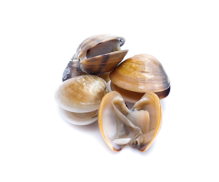 enamel venus shell on a white backgroundの写真素材