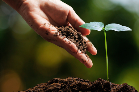 Hands of farmer growing and nurturing tree growing on fertile soil with green and yellow bokeh background / nurturing baby plant / protect natureの写真素材