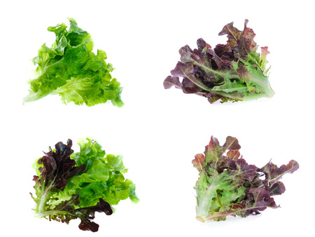 set of Fresh lettuce leaves isolated on white backgroundの写真素材