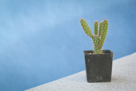 cactus on, marble table Natural Three with blurry backgroundの写真素材