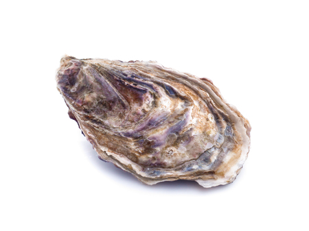 Fresh  oyster on white backgroundの写真素材