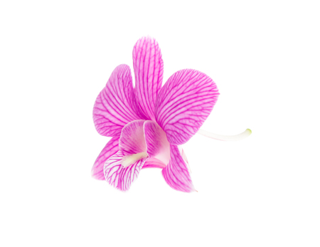 pink orchid flowers isolated on white backgroundの写真素材