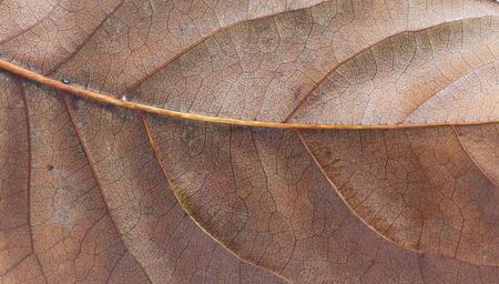 Dry leaves on white background