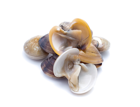 enamel venus shell on a white backgroundの写真素材