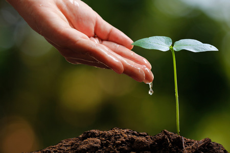 Farmer's hand watering a young plantの写真素材