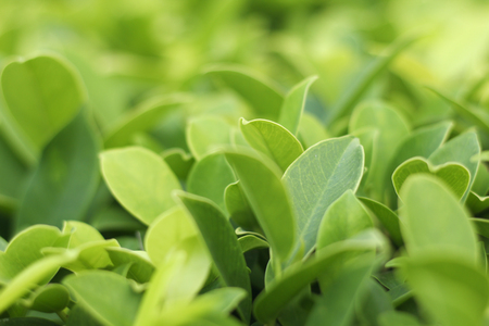 Closeup nature view of green leaf   under sunlight. Natural green plants landscape using as a background or wallpaperの写真素材