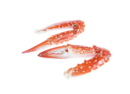 Crab Claw Isolated on White Backgroundの写真素材