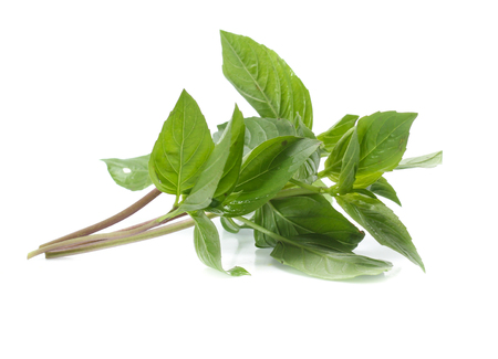 leaf of basil isolated on whiteの写真素材